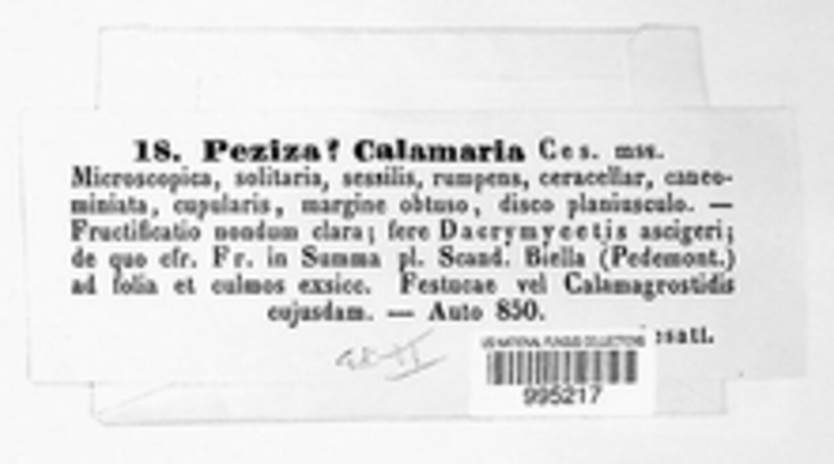 Orbilia calamaria image